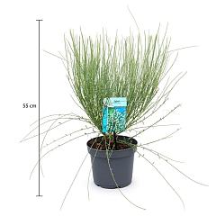 Cytisus praecox 'Albus'
