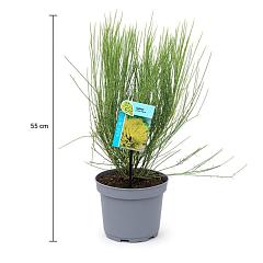 Cytisus praecox 'Allgold'