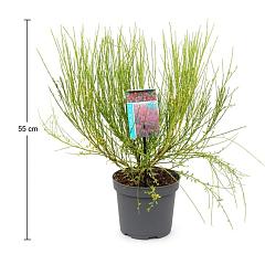 Cytisus 'Boskoop Ruby'