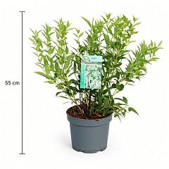 Deutzia gracilis