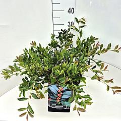 Distylium x 'Bleu Cascade' (R)