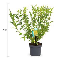 Forsythia int. 'Spectabilis'