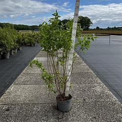 Forsythia int. 'Spectabilis'