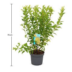 Forsythia int. 'Week-End'