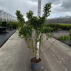 Forsythia int. 'Week-End'