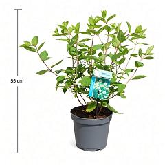 Hydrangea pan. 'Grandiflora'