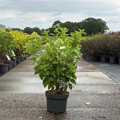 Hydrangea pan. 'Limelight'