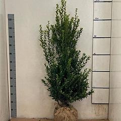 Ilex maximowicziana kanehirae
