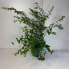 Kolkwitzia amabilis