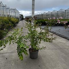 Kolkwitzia amabilis