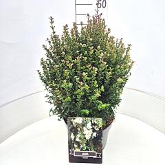 Luma apiculata