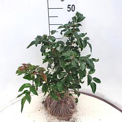 Mahonia aq. 'Apollo'