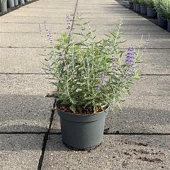Perovskia 'Blue Spire'