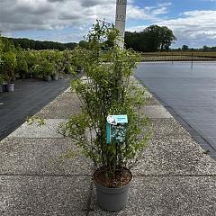 Philadelphus 'Lemoinei'
