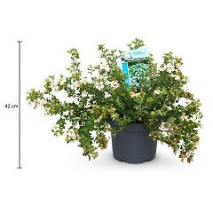 Potentilla f. 'Abbotswood'