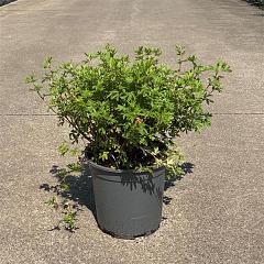 Potentilla f. 'Abbotswood'