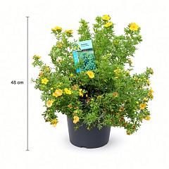 Potentilla f. 'Goldfinger'