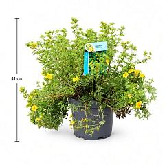 Potentilla f. 'Tangerine'