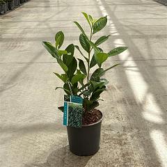Prunus l. 'Caucasica'
