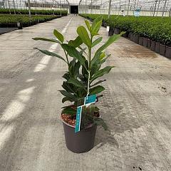 Prunus l. 'Elly'