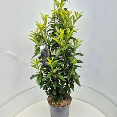 Prunus l. 'Genolia'(R)