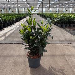 Prunus l. 'Herbergii'