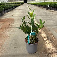 Prunus l. 'Mano'
