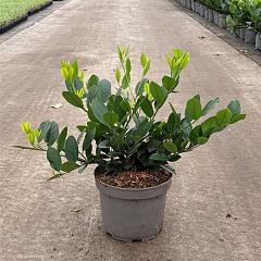 Prunus l. 'Mano'