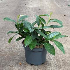 Prunus l. 'Mount Vernon'