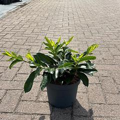 Prunus l. 'Mount Vernon'