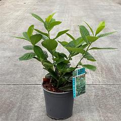 Prunus l. 'Novita'