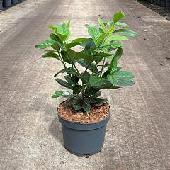 Prunus l. 'Novita'