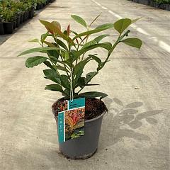 Prunus l. 'On Fire'