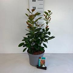 Prunus l. 'On Fire'