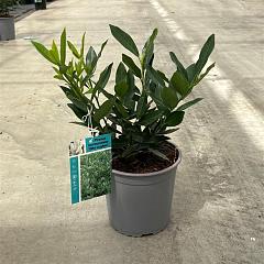 Prunus l. 'Otto Luyken'