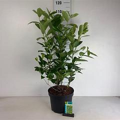 Prunus l. 'Rotundifolia'