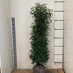 Prunus lusitanica 'Angustifolia'