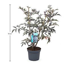 Sambucus nigra 'Black Lace'