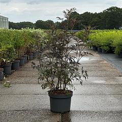 Sambucus nigra 'Black Lace'