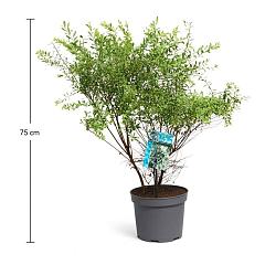 Spiraea arguta