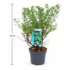 Spiraea betulifolia 'Tor'
