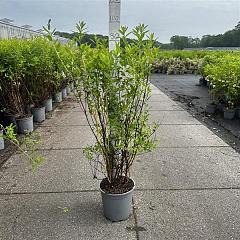 Spiraea billardii