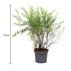 Spiraea cinerea 'Grefsheim'