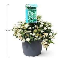 Spiraea japonica 'Albiflora'