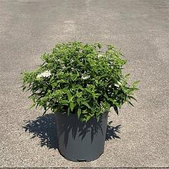Spiraea japonica 'Albiflora'