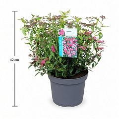 Spiraea japonica 'Country Red'