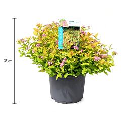 Spiraea japonica 'Golden Princess'