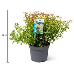 Spiraea japonica 'Goldflame'