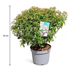 Spiraea japonica 'Rick Star'
