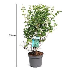 Symphoricarpos d. 'White Hedge'